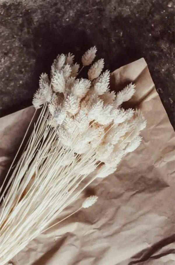 white phalaris, Phalaris white, dried flowers, dried flowers near me, buy dried flowers, dried flowers cheap, cheap dried flowers, autumn dried flowers