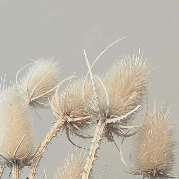 Thistle inverness caledonian thistle dried flower arrangements dried flower bunch Dried Flower White thistle Bleached Flowers Dried flower supplier