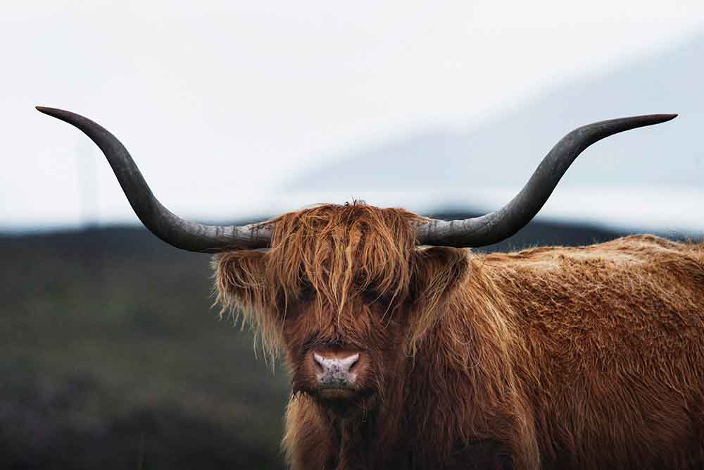 about house of beo highland cow, highland cow picture, cute highland cow, highland cow pictures, highland cow head, highland cow images, house of beò, house of beo, beo, beò