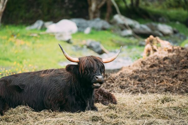 Black Highland Cattle Cow Graze On A Summer Livestock Pasture.